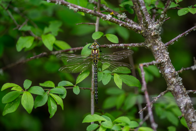 Aeschne printanière (Brachytron pratense)