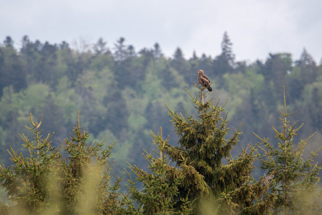 Aigle pomarin (Clanga pomarina)