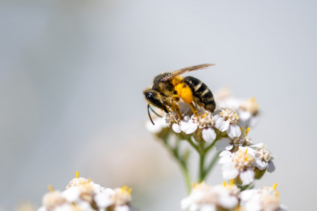 Andrène à pattes jaunes (Andrena flavipes)