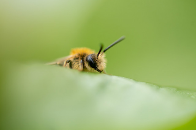 Andrène rousse (Andrena fulva)