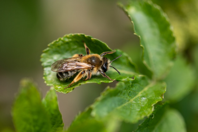 Andrène tibiale (Andrena tibialis)