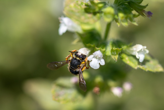 Anthidie à manchettes (Anthidium manicatum)