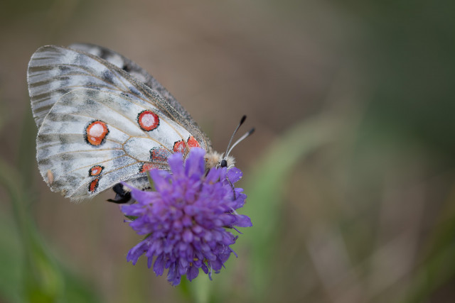 Apollon (Parnassius apollo)
