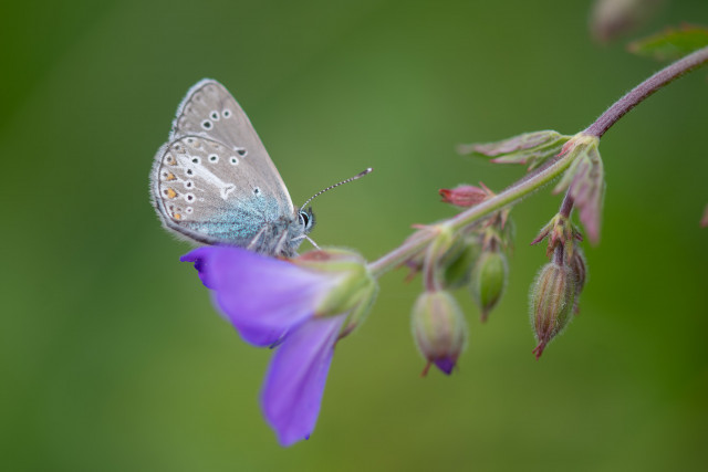 Argus de la sanguinaire (Eumedonia eumedon) 