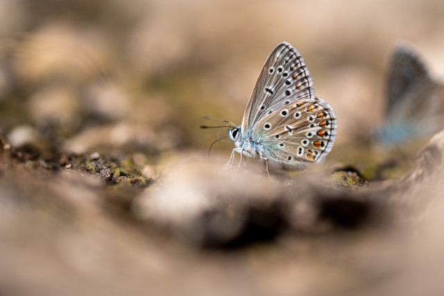 Azuré commun (Polyommatus icarus)