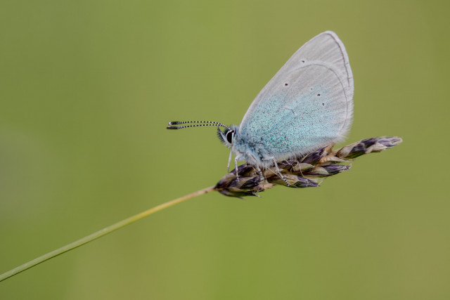 Azuré des cytises (Glaucopsyche alexis)