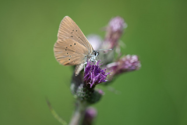 Azuré des paluds (Phengaris nausithous)