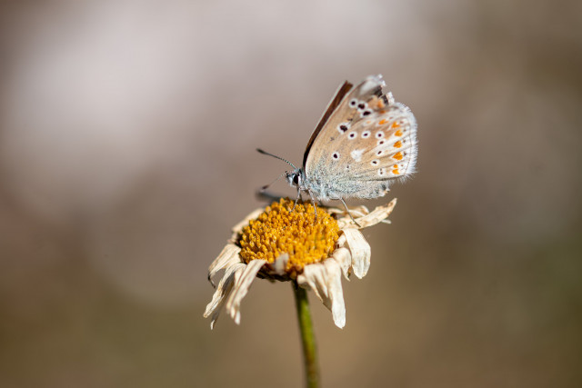 Azuré du Mélilot (Plebicula dorylas)