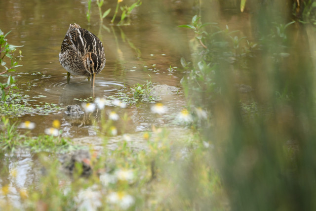 Bécassine des marais (Gallinago gallinago)
