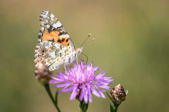 Belle dame (Vanessa cardui)