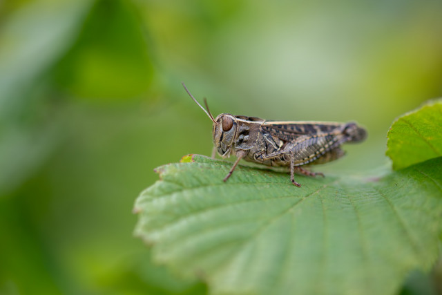 Calloptène italien (Calliptamus italicus)
