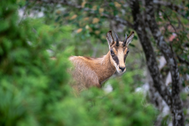 Chamois (Rupicapra rupicapra)