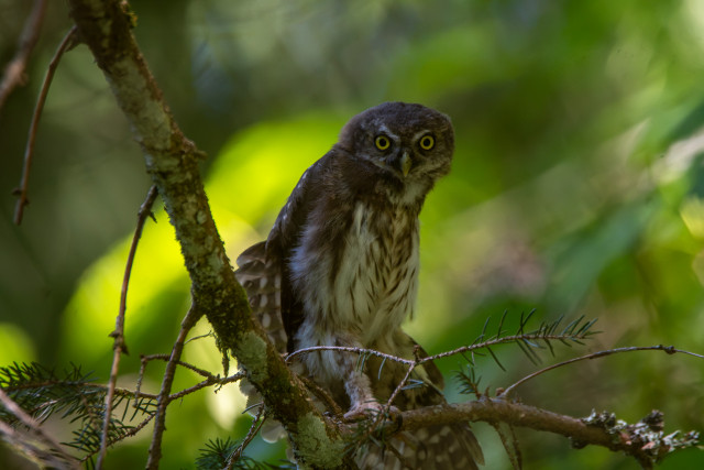 Chevêchette d'Europe (Glaucidium passerinum)