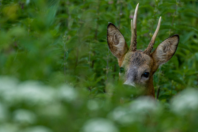 Chevreuil d'Europe (Capreolus capreolus)