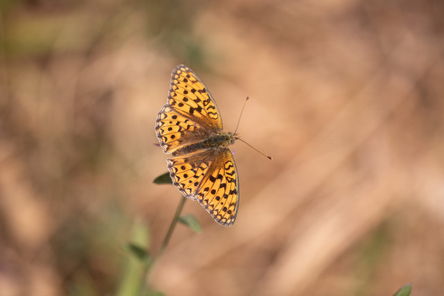 Chiffre (Argynnis niobe)