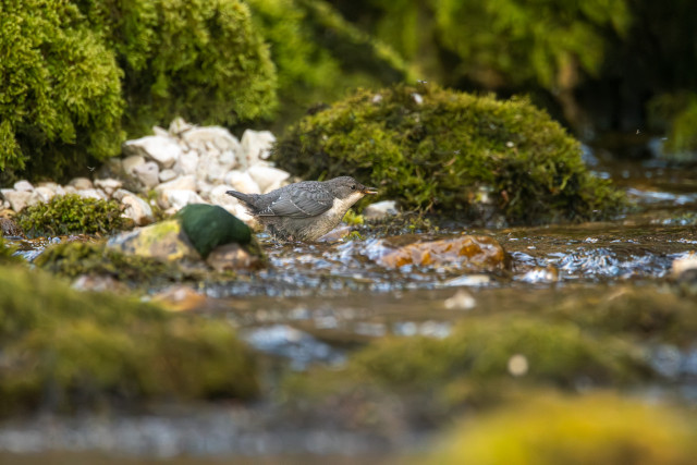Cincle plongeur (Cinclus cinclus)