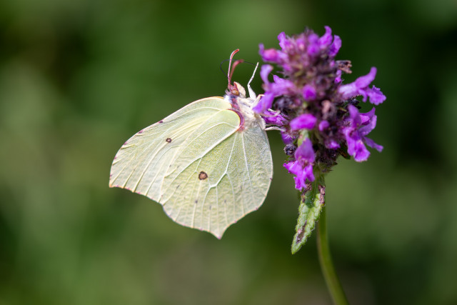 Citron (Gonepteryx rhamni)