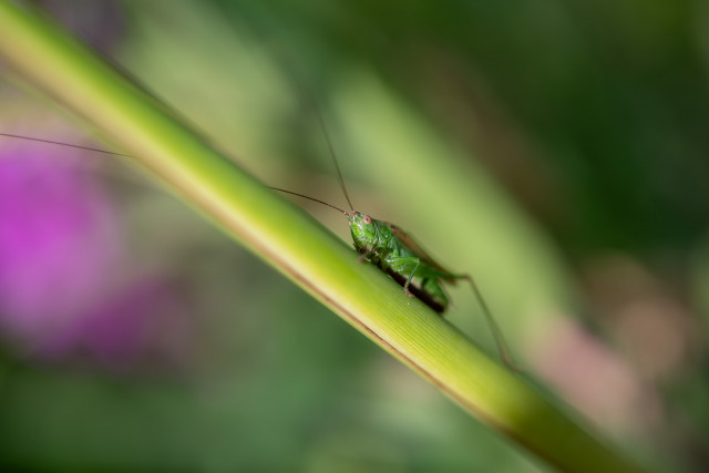 Conocéphale commun (Conocephalus fuscus)
