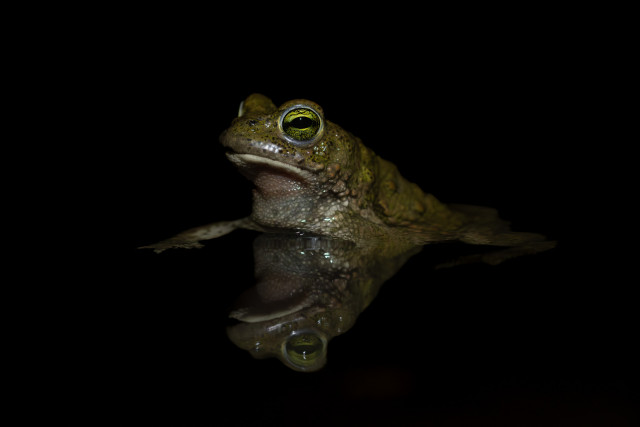 Crapaud calamite (Epidalea calamita)