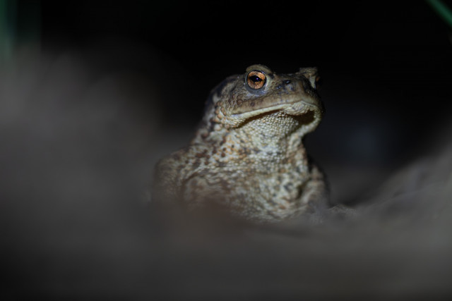 Crapaud commun (Bufo bufo)
