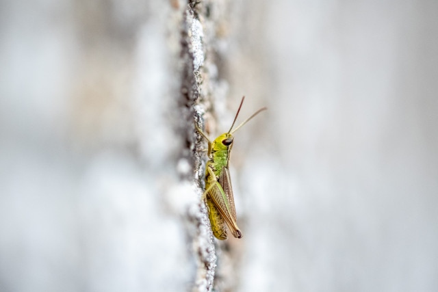 Criquet des pâtures (Pseudochorthippus parallelus)
