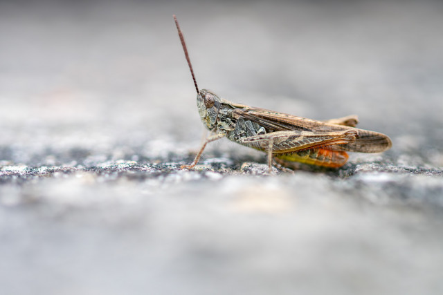 Criquet duettiste (Chorthippus brunneus)