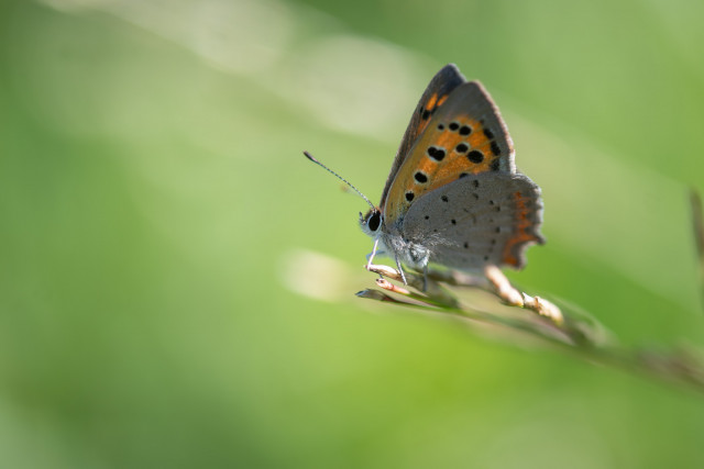 Cuivré commun (Lycaena phlaeas)