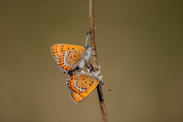 Cuivré de la bistorte (Lycaena helle) 