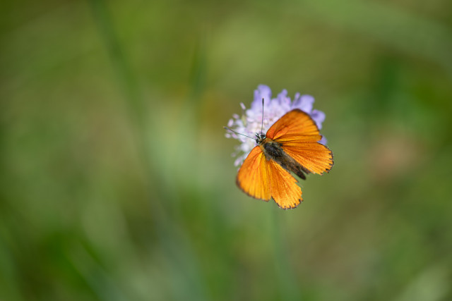 Cuivré de la verge d'or (Lycaena virgaureae)