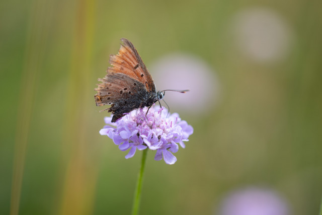 Cuivré écarlate (Lycaena hippothoe)