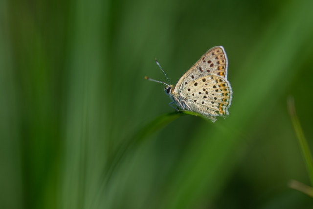 Cuivré fuligineux (Lycaena tityrus)
