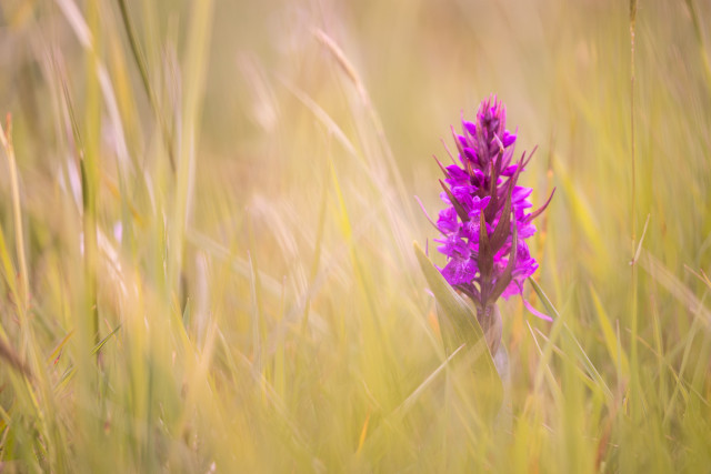 Dactylorhize de mai (Dactylorhiza majalis)