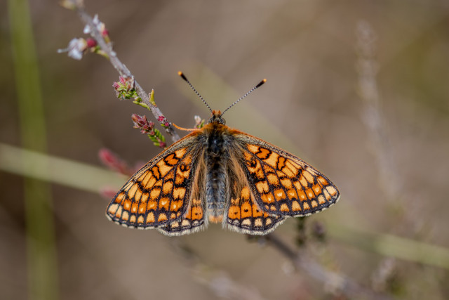 Damier de la succise (Euphydryas aurinia) 