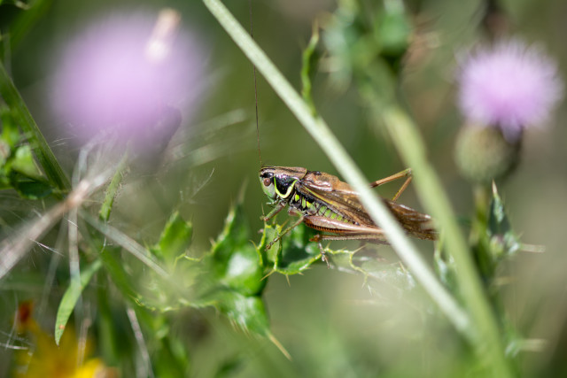 Decticelle bariolée (Roeseliana roeselii)