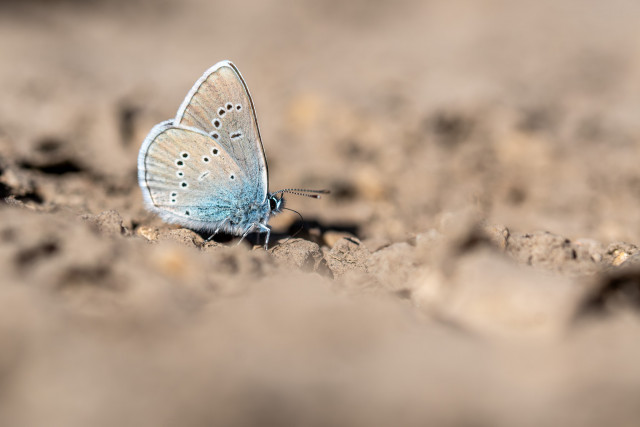 Demi-argus (Cyaniris semiargus)
