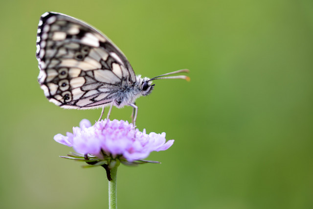 Demi-deuil (Melanargia galathea)