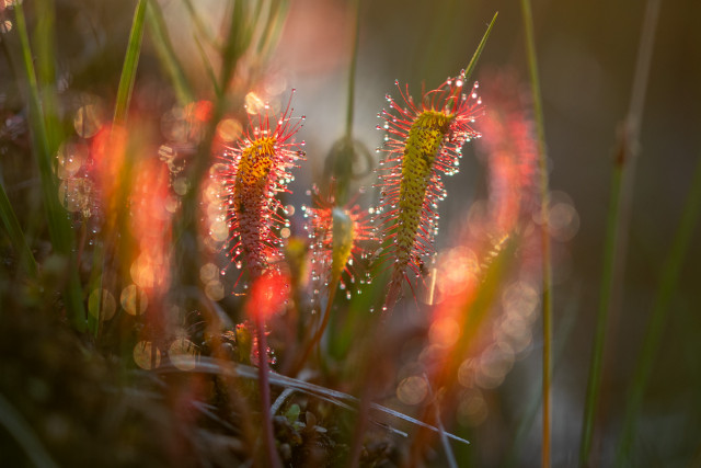 Droséra à feuilles longues (Drosera anglica) 