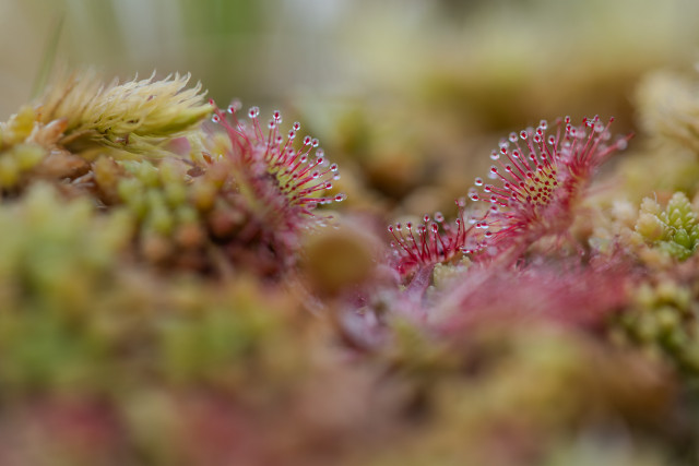 Droséra à feuilles rondes (Drosera rotundifolia) 