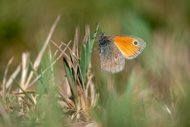 Fadet commun (Coenonympha pamphilus)