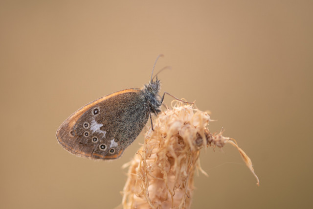 Fadet de la mélique (Coenonympha glycerion)