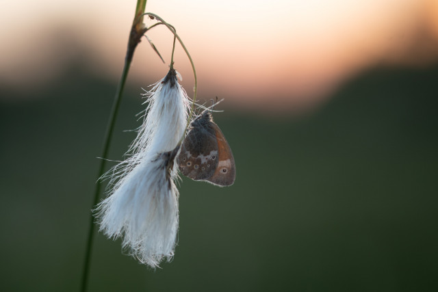 Fadet des tourbières (Coenonympha tullia)