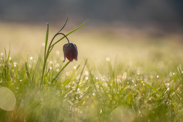 Fritillaire pintade (Fritillaria meleagris)