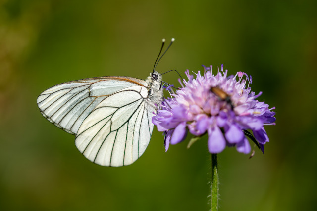 Gazé (Aporia crataegi)