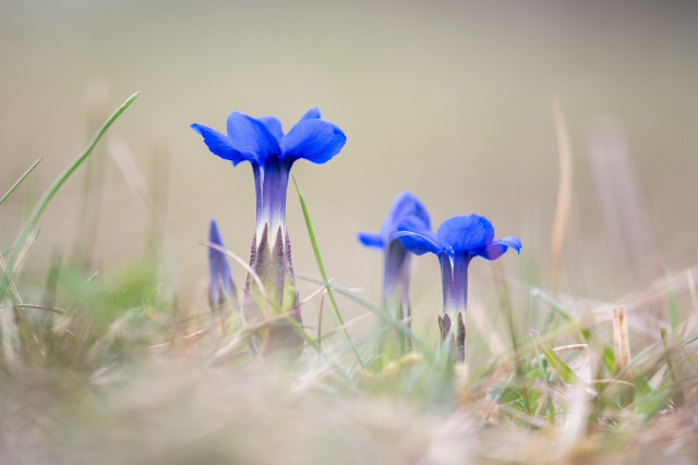 Gentiane de printemps (Gentiana verna)