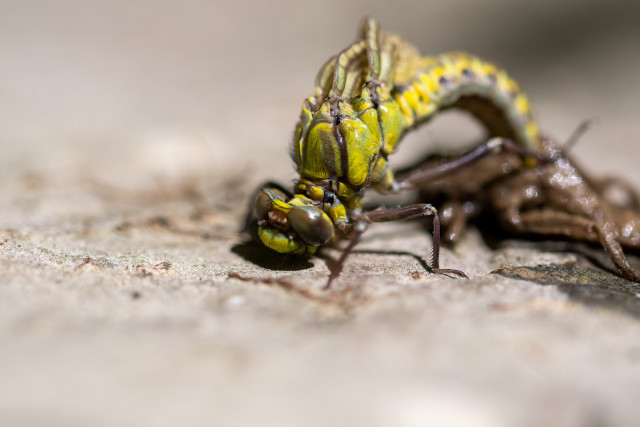 Gomphe vulgaire (Gomphus vulgatissimus)