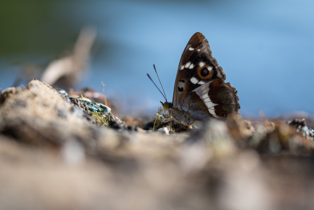 Grand mars changeant (Apatura iris)