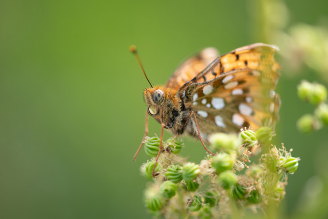 Grand nacré (Argynnis aglaja)