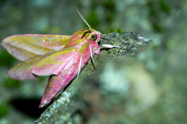 Grand sphinx de la vigne (Deilephila elpenor)