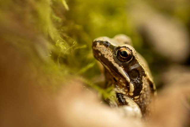 Grenouille rousse (Rana temporaria)