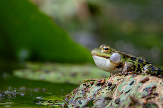 Grenouille verte (Pelophylax sp) 